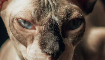Conoce mejor a los gatos