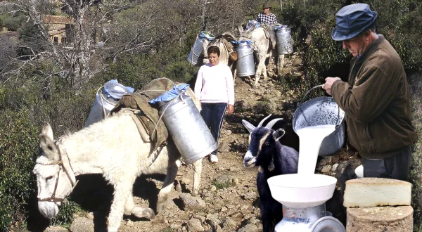 Vida diaria de 3 familias de cabreros en el monte: ordeño, pastoreo y cuidado de las cabras