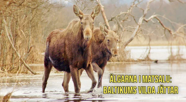 Älgarna i Matsalu: Baltikums vilda jättar