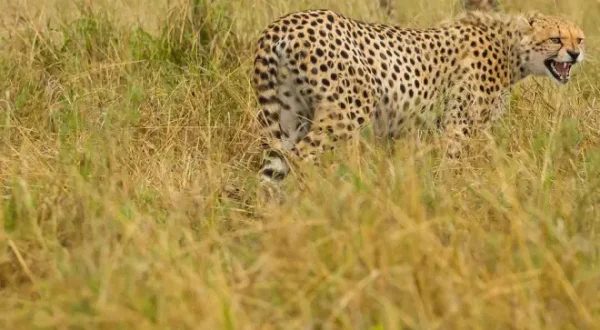 Quand les hyènes défient les lions