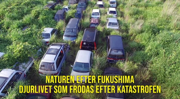 Naturen efter Fukushima - Djurlivet som frodas efter katastrofen