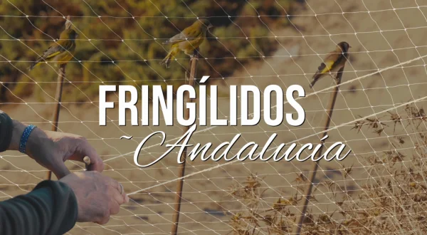 Fringilidos Andalucía