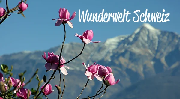 Wunderwelt Schweiz