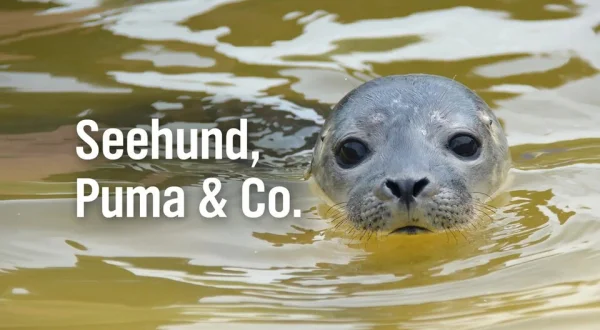 Seehund, Puma & Co.