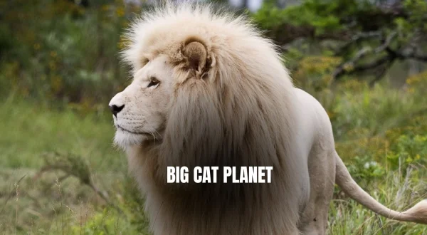 Big Cat Planet