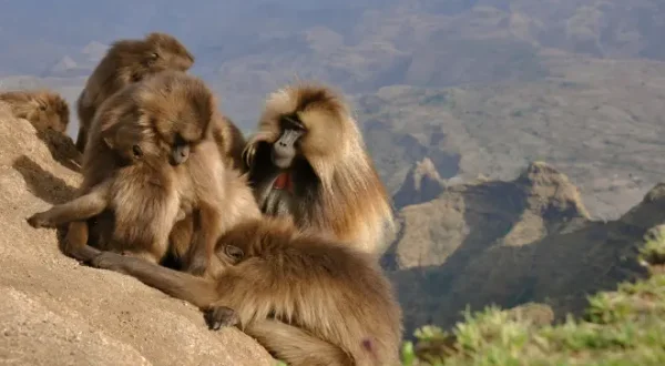 Destination Wild : Les merveilles de l'Afrique