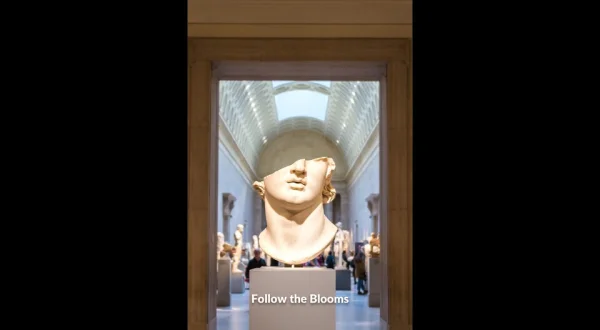 Follow the Blooms