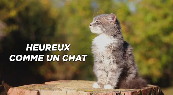 Heureux comme un chat