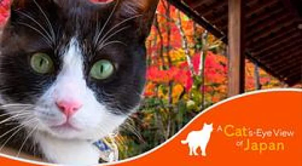 A Cat's-Eye View of Japan