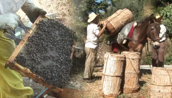 Apicultura tradicional. Cuidado y transporte de abejas y la confección artesanal de colmenas
