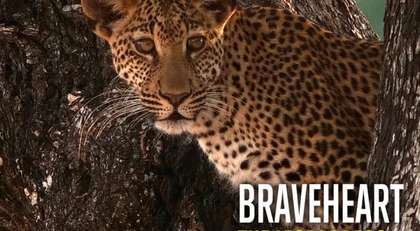 Braveheart: The Leopardess