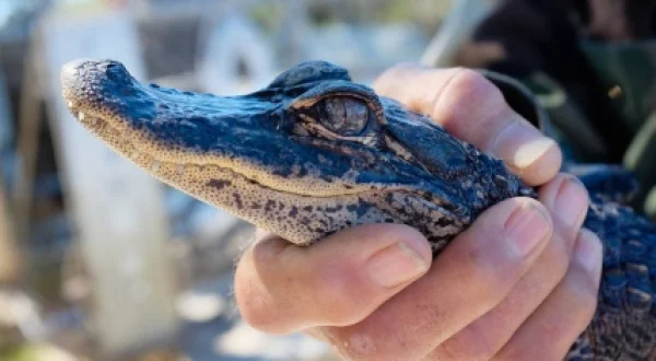 Animales en riesgo: Miami | Traición