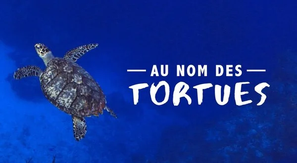 Au nom des tortues