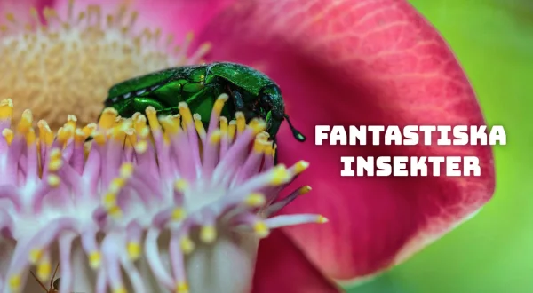 Fantastiska insekter