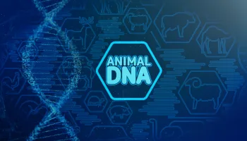 Animal DNA