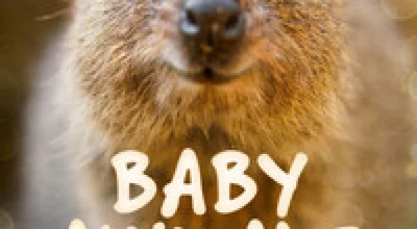 Baby Animals Down Under