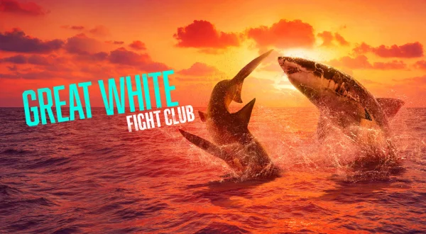 Great White Fight Club