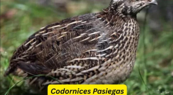 Codornices Pasiegas