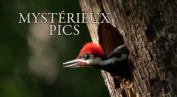 Mystérieux Pics
