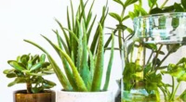 Plants2Garden