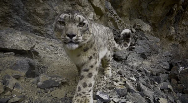 Leoparder med Dan O'Neill