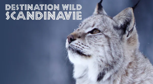 Destination Wild Scandinavie