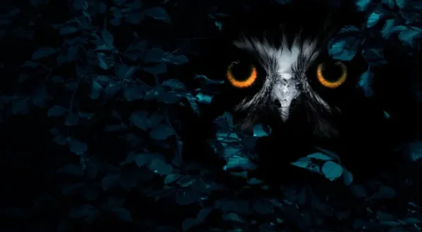 Secret Life of the Forest