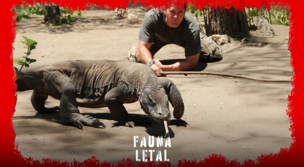 Fauna letal