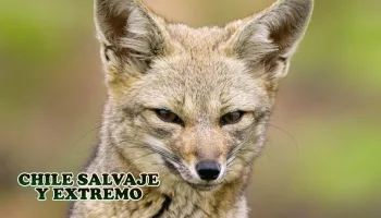 Chile salvaje y extremo