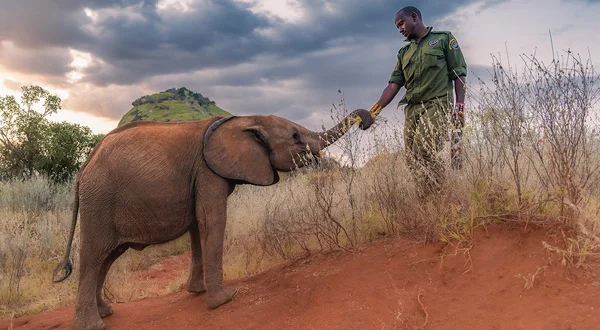 Bébés éléphants, l'espoir de Reteti