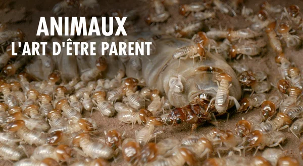 Animaux, l'art d'être parent