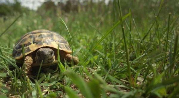 Alaïs, tortue sauvage de Provence