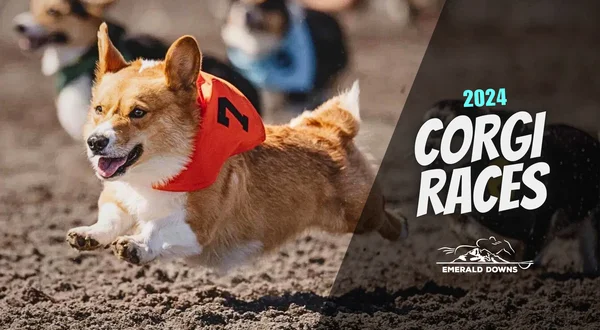 2024 Corgi Races at Emerald Downs