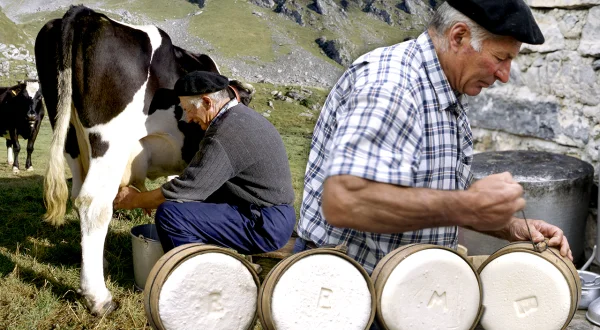 Queso artesanal en una cabaña del Pirineo. Elaboración en 1996 con leche recién ordeñada