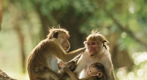 L'île aux singes