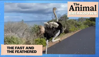 The Animal Breakdown