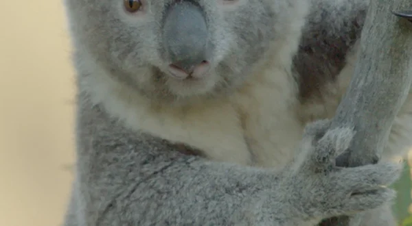 Het geheime leven van de koala