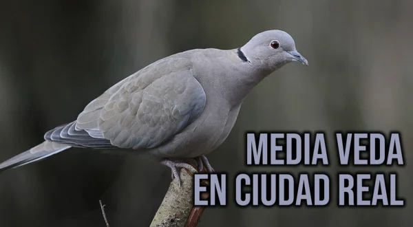 Media Veda En Ciudad Real