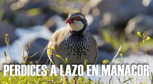 Perdices a lazo en Manacor