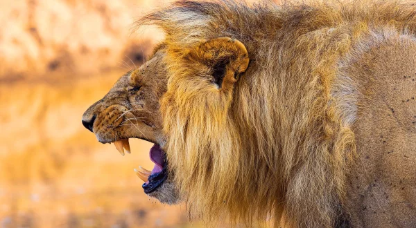 Η Αδελφότητα των Λεόντων | Brotherhood of Lions