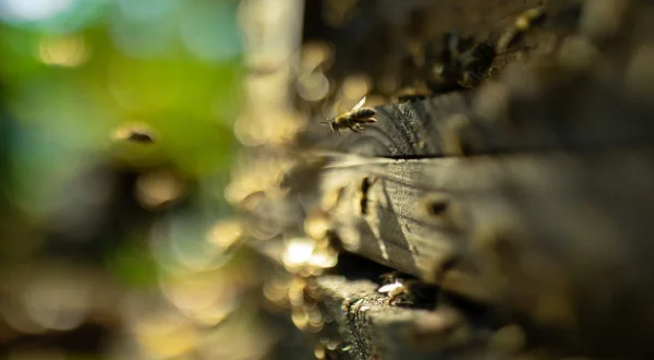 Die geheimnisvolle Welt der Bienen