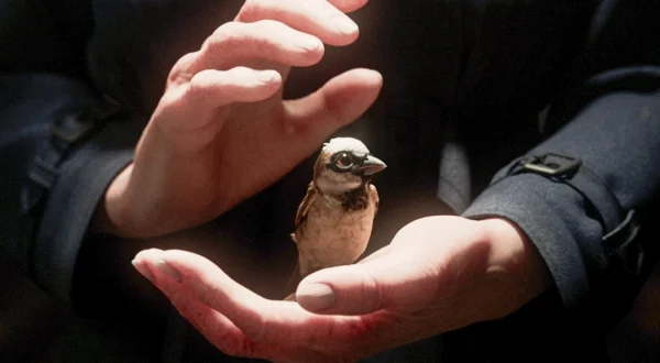 A Sparrow's Song