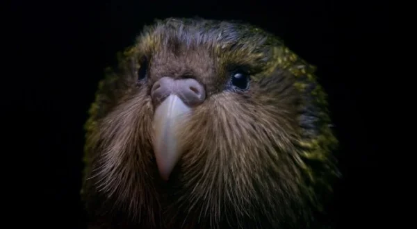Origine native, Deidre et l'oiseau kakapo