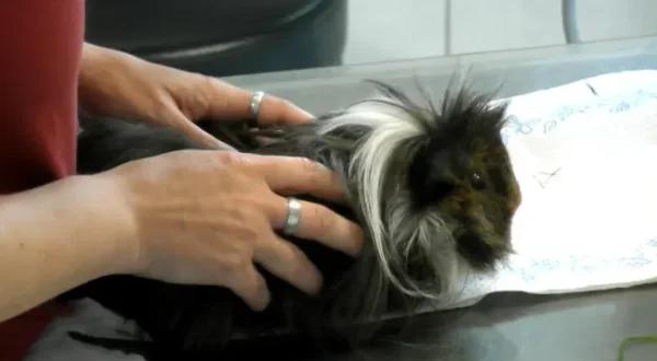 Hautnah: Die Tierklinik
