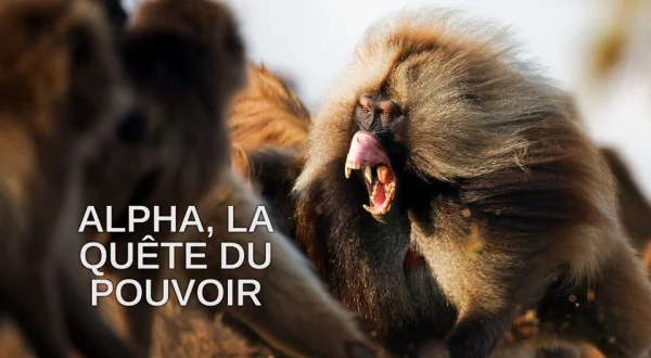 Alpha, la quête du pouvoir
