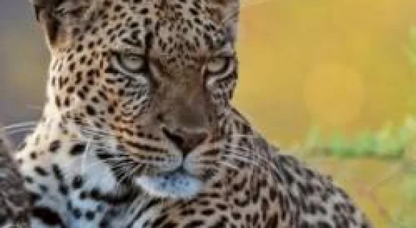 Mashatu: Leoparların Krallığı