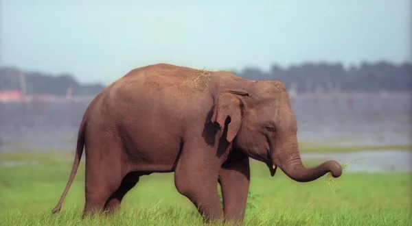 Wildes Sri Lanka