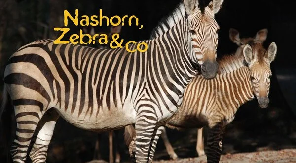 Nashorn, Zebra & Co.