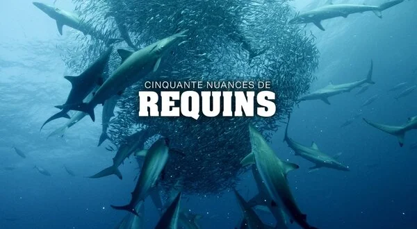 Cinquante nuances de requins
