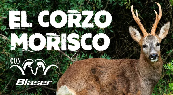 El corzo morisco con blaser